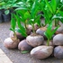 Coconut Seedlings