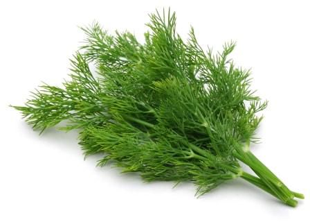 Dill Leaves - 100 gm