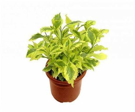 Duranta Plants Small Round Pot, 13 cm - KP23