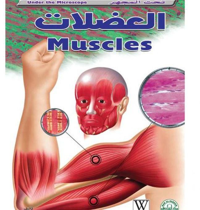 العضلات ( تحت المجهر )
