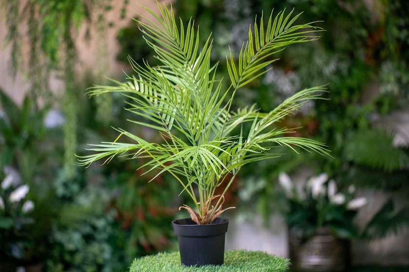 PAN Home Palm Tree, Green, H75cm