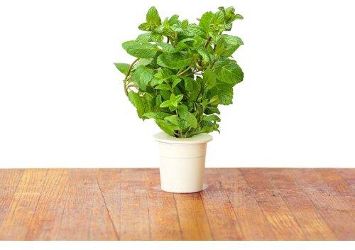 Click & Grow Smart Herb Garden Refill Peppermint 3 Pack