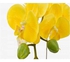 زهرة الأوركيد فالاينوبسيس الصناعية بساق أصفر 62x12سنتيمتر