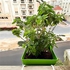 Basil Herbs Medium Square Pot, 17x17 cm - KP3